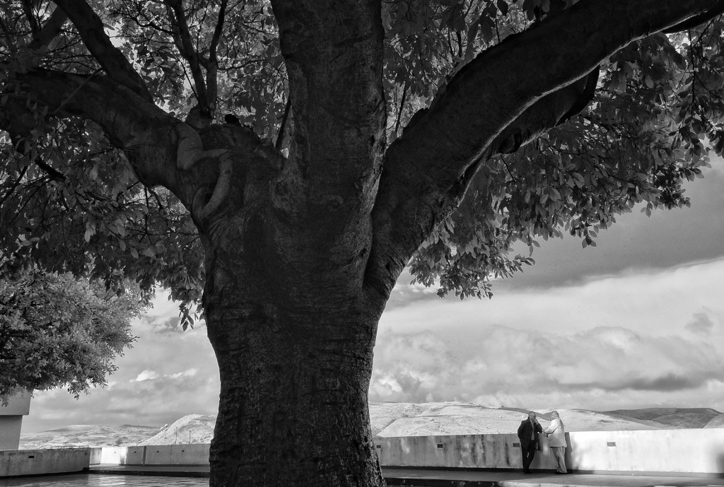 Butera, un grande albero vicino al Municipio della città - Fotografie di Edoardo Agresti