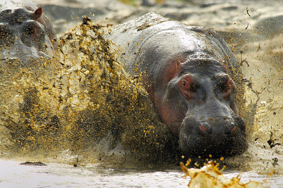 Vittorio Ricci vince il primo premio del PPC nella categoria Wildlife shot - First place