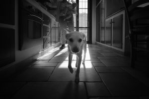 fotografo di maternity e new born - Edoardo Agresti